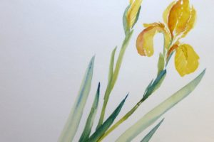 Iris-in-Gelb-(c)-Aquarell-von-Sonja-Janichsen