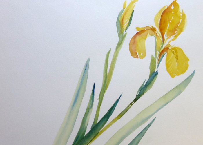 Iris-in-Gelb-(c)-Aquarell-von-Sonja-Janichsen